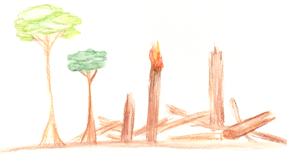 regenwald