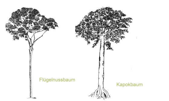 Regenwaldbäume