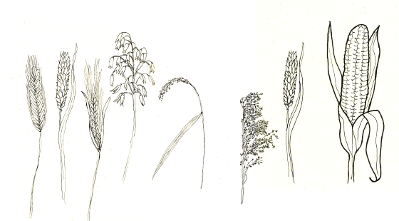 Kulturpflanzen