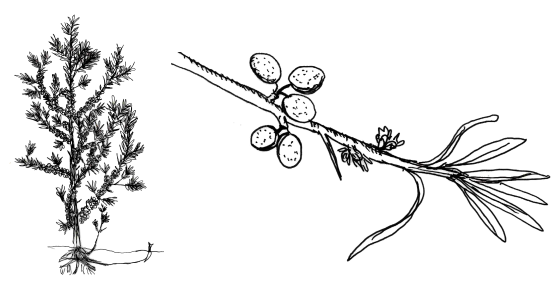 Sanddorn