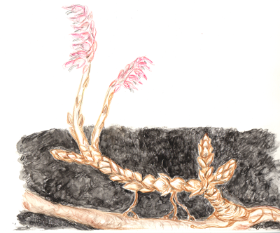 Roter Schuppenwurz