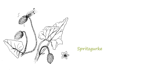 Spritzgurke