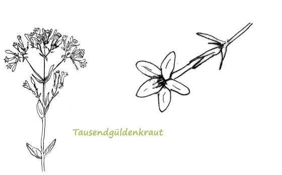 tausendgüldenkraut