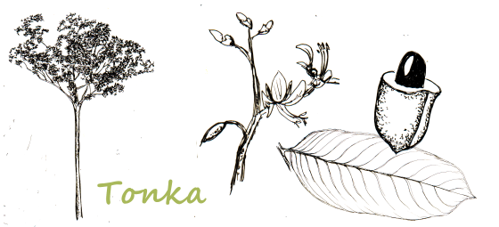tonka