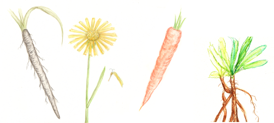 Wurzeln Daucus SW rettich