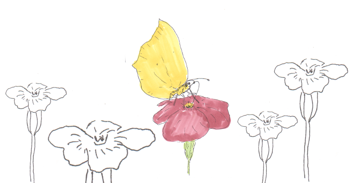 Zitronenfalter auf Dianthus