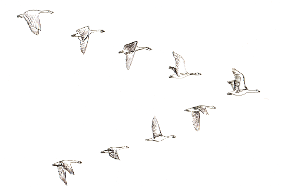 Zugvögel